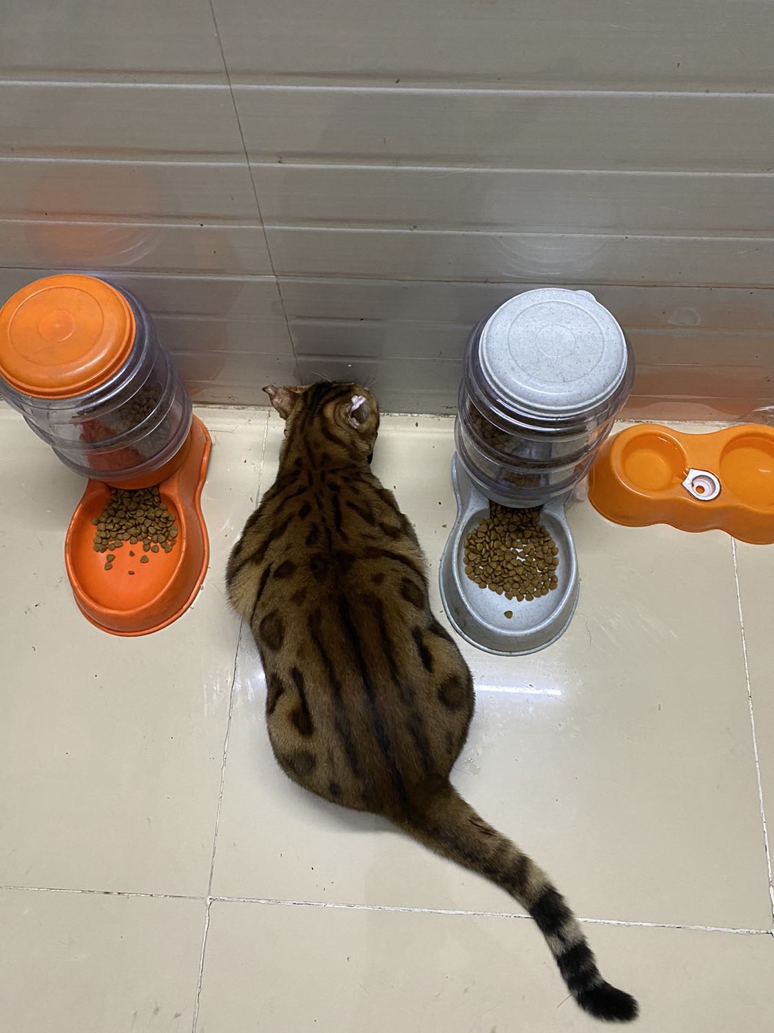 Mua Chuột này cho cùng hãng máy Dell , xài tốt, được tặng kèm một cục pin tiện lợi !