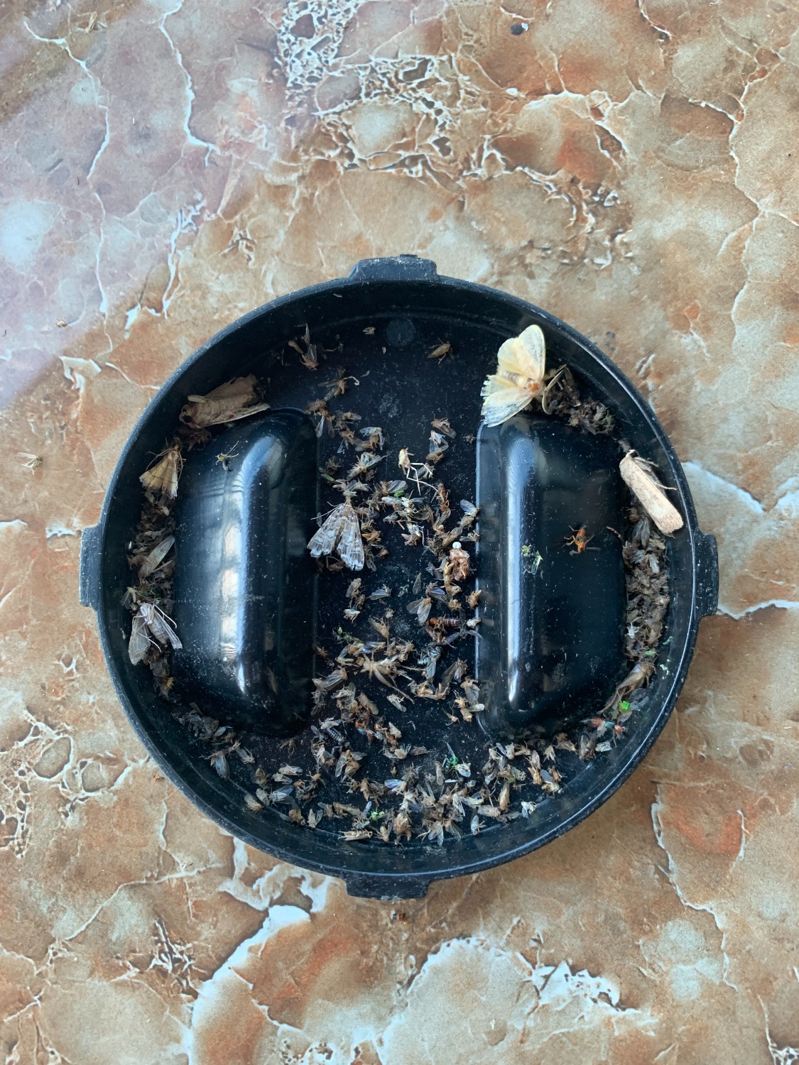 Khủng khiếp chưa anh em ? 
Nhà gần hồ nên cứ mưa xong ko khác gì chiến tranh luôn
Đóng kín cửa cho đèn ra ngoài và tắt hết điện. Sau 2h tháo ra và phát hốt. Mua thêm cái nữa mang về cho bố mẹ dùng. 
Nhà nào nhiều nên dùng 2 cái 1 lúc công suất mới cao được. qua ngaỳ hôm sau thì đở hẳng, nhà sạch sẽ hơn.