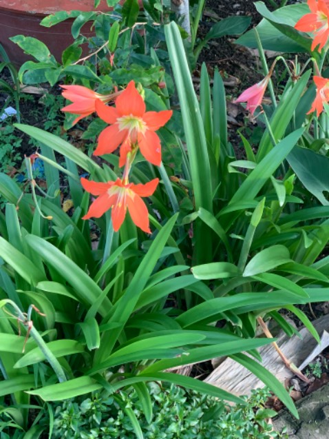 nội dung hay, dễ hiểu, rất khoa học , tác giả có nhũng nghiên cứu, phát hiện rất hay. Sách giúp chữa lành cho những ai đang tổn thương, cung cấp nhiều kiến thức về não bộ lúc bị sang chấn,… Nói chung 10/10