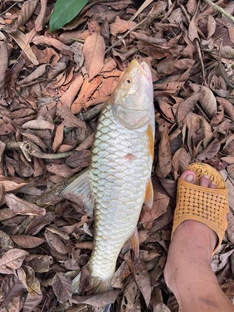 Sản phẩm đúng với ảnh , không bị gì .Nói chung ok