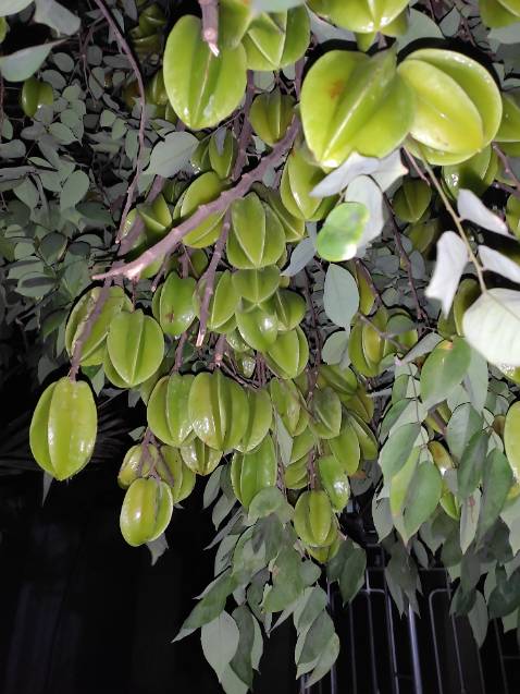 Hàng chuẩn chính hãng