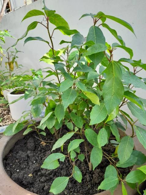 Cây đẹp
Đóng gói chắc chắn.