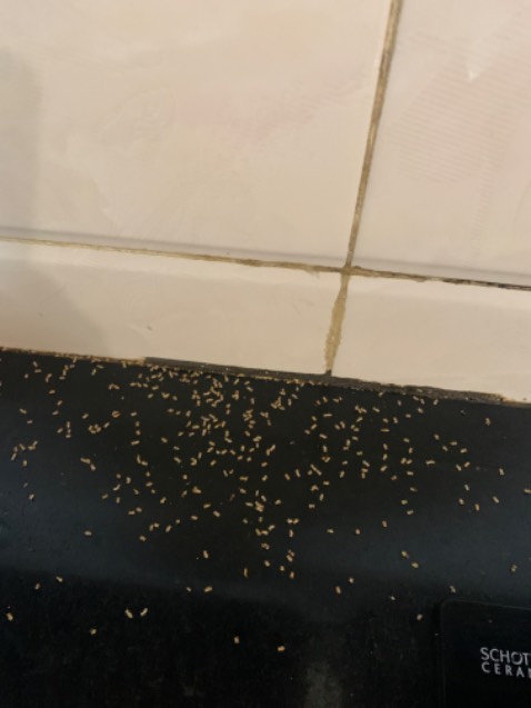 Sản phẩm ok, không biết có lây di truyền không. Đợi thời gian sẽ đánh giá thêm.