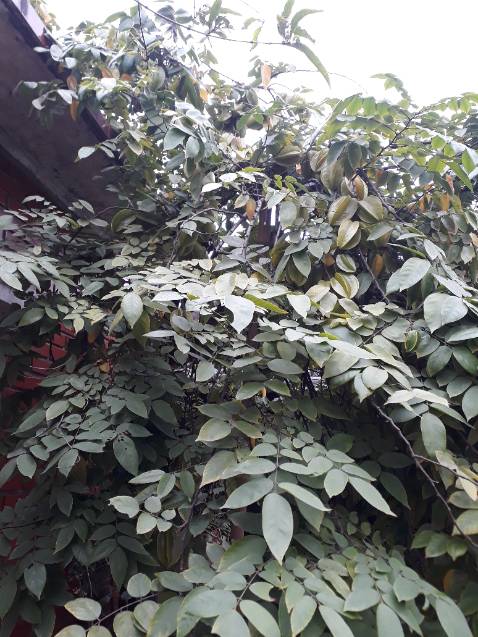 Hàng gửi lâu hơn so với dự kiến 2ngày, có thể do vào ngày tết nên ks, hàng ok sẽ mua lại