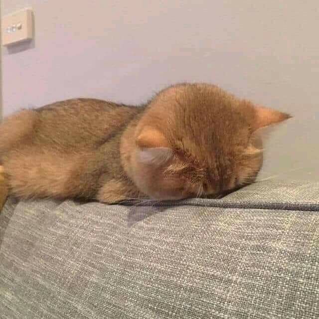 Truyện có ghi 18+ là do trong truyện có chửi tục và nói chuyện xoay quanh vấn đề tình dục thôi chứ thật ra truyện không hề tả các cảnh quằn quại gì đâu nhé, vậy nên bạn không cần phải đủ 18 tuổi thì cũng vẫn có thể đọc được quyển truyện này. Giọng văn dễ thương và hóm hỉnh đúng chất Dương Thụy.