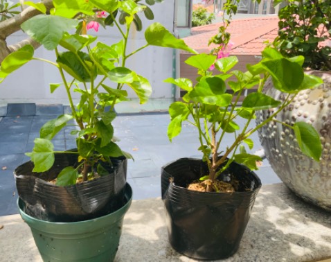 Mua 10 cây dâm bụt: Sp tốt , có bịch phân cho mỗi cây , đóng gói quá cẩn thận, giá tốt !