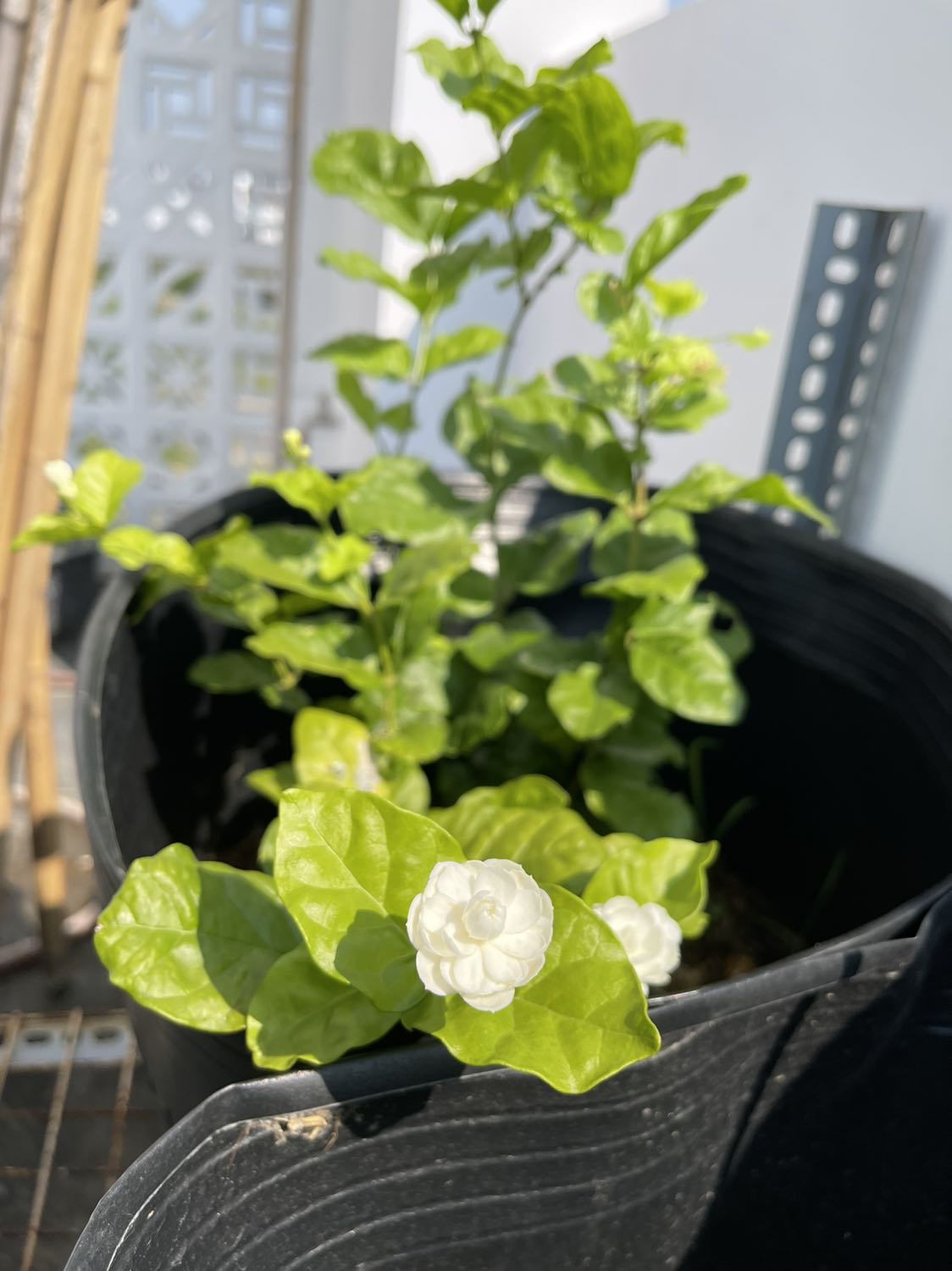 Cây hơi héo, giao nhanh, không bị bể bầu đất