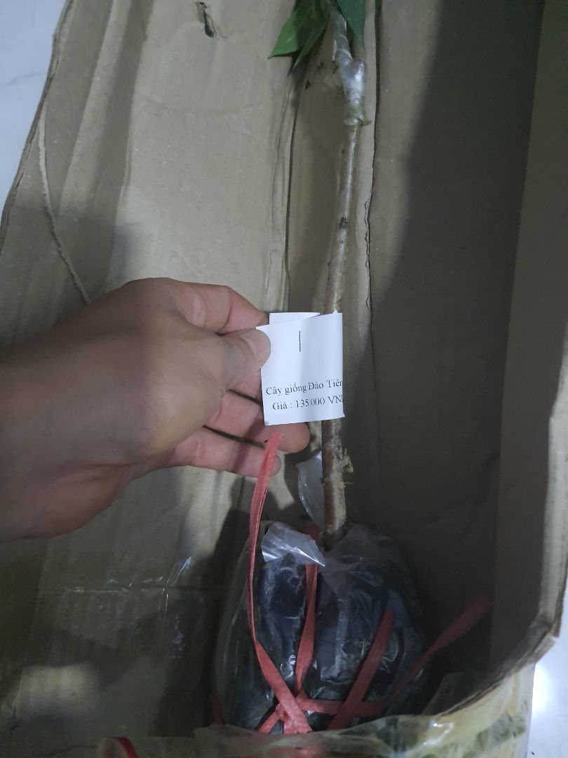 shop giao không đúng hàng, mua 10 cây mai vạn phúc mà giao 1 cây đào .