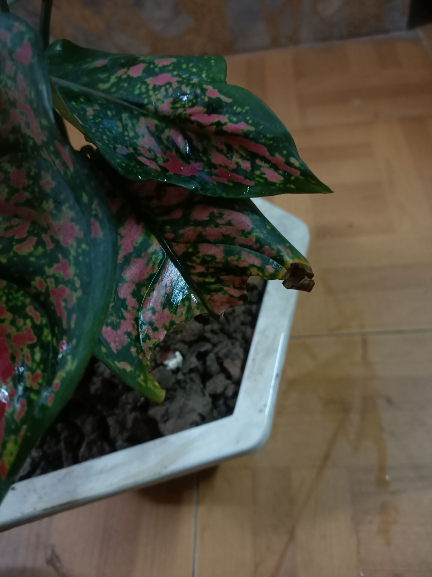 các bạn đóng gói ko cẩn thận lá cây rách hết