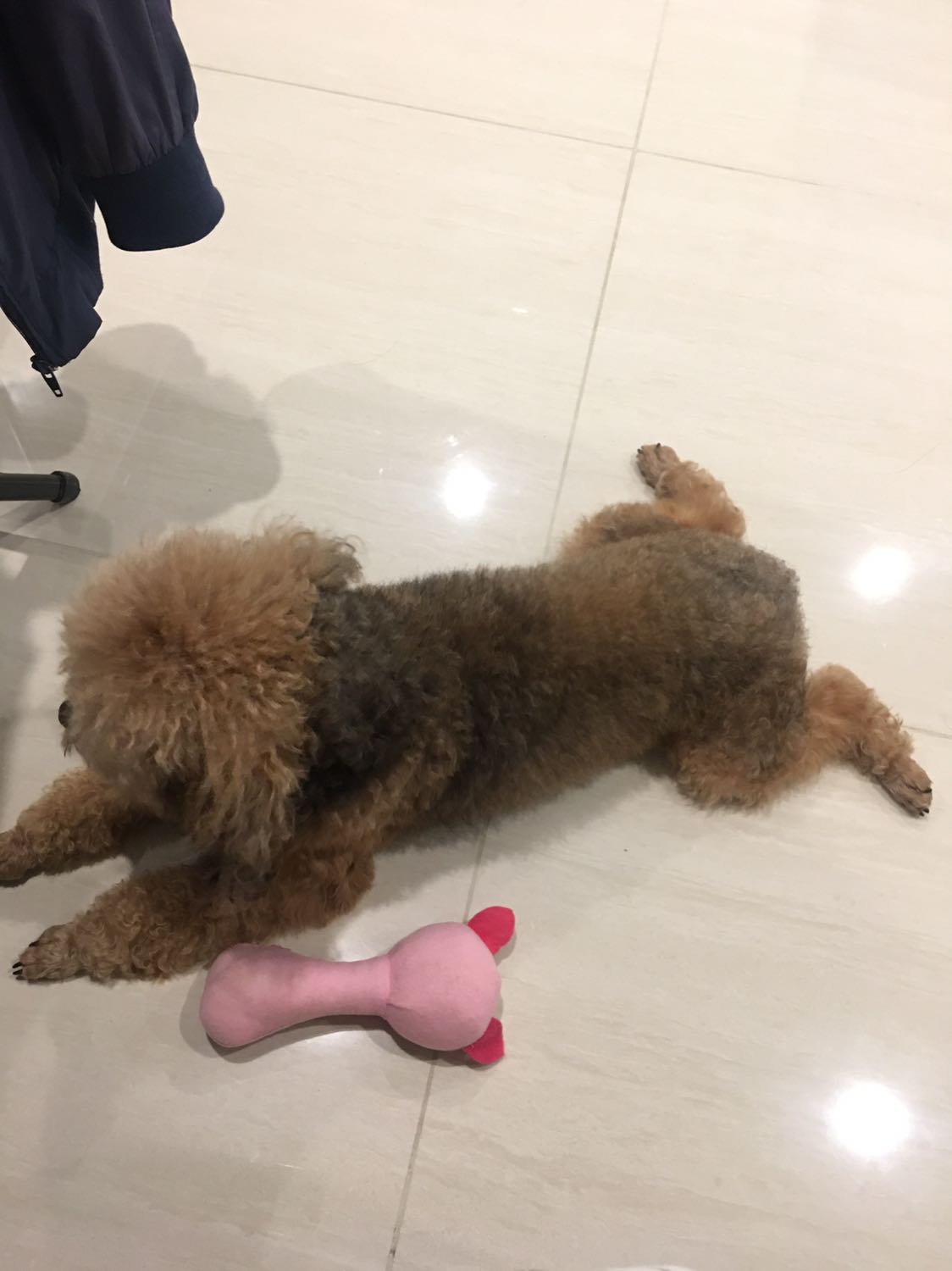 Dây giống mô tả. Khá chắc chắn. Có thể nới ra vào tuỳ vào cún . Nên mua nha mọi người .