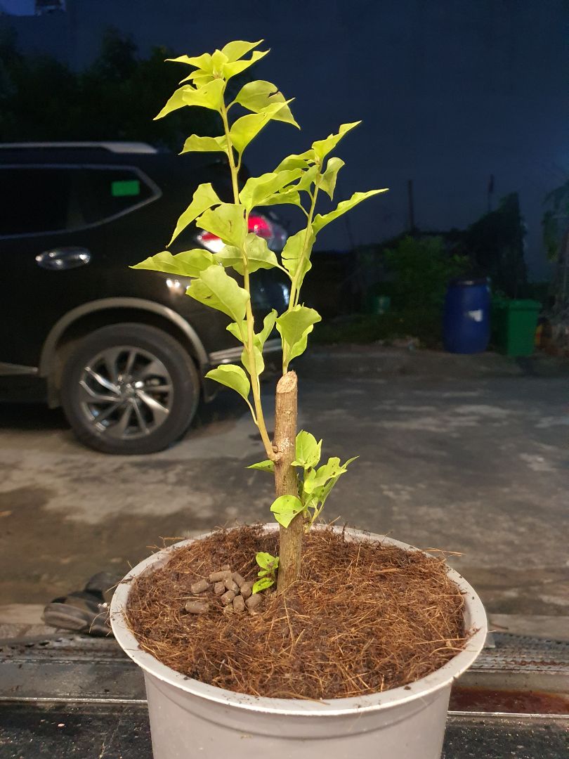 Đóng gói tốt, cây còn khỏe.