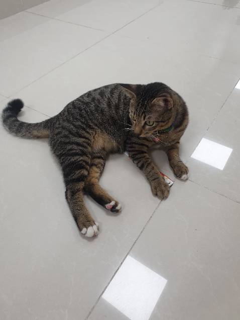 mèo rất thích, sản phẩm giá tốt hơn ngoài. cám ơn shop