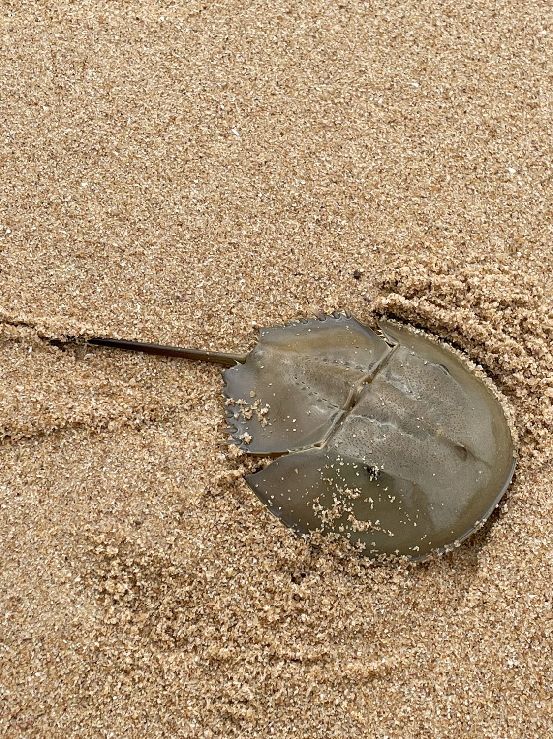 Dễ tuột, đau tóc, ko hài lòng