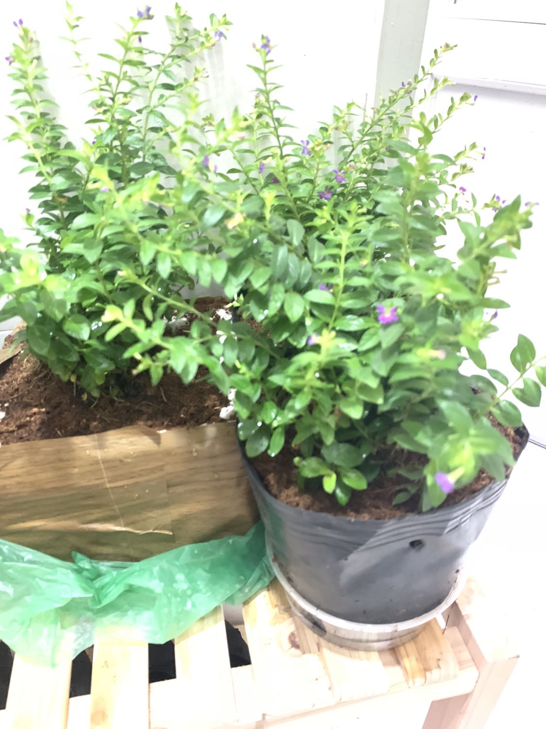 Goi cẩn thật giao hàng nhanh