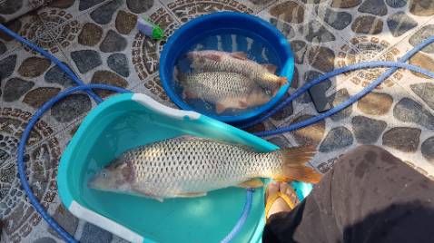 Đã nhận được hàng ngọn cần vào shop cần *** trc khi giao ạ!:((