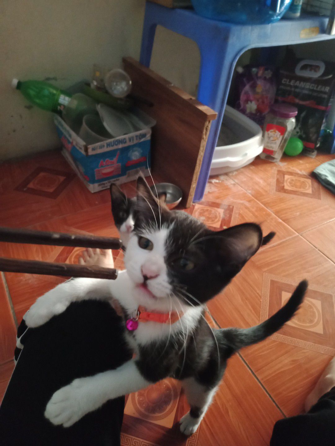 Sách wordsworth classic thì xác định hơi khó nhằn ạ. Được cái giấy oke. Dày ạ. Tác giả này thì khỏi phải nói về cách hành văn rồi