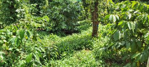 Sản phẩm rất hợp với gu của tôi. Cà phê rất thơm, đắng nhẹ, hậu vị ngọt dài, phù hợp cho cà phê sữa, cà phê đá, hoặc uống không đường