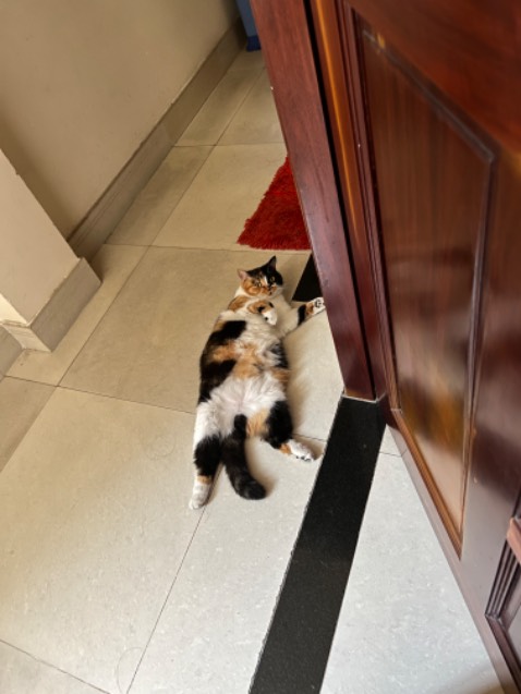 Cảm ơn shop đã góp phần nuôi 2 đứa con nhà e 🤧