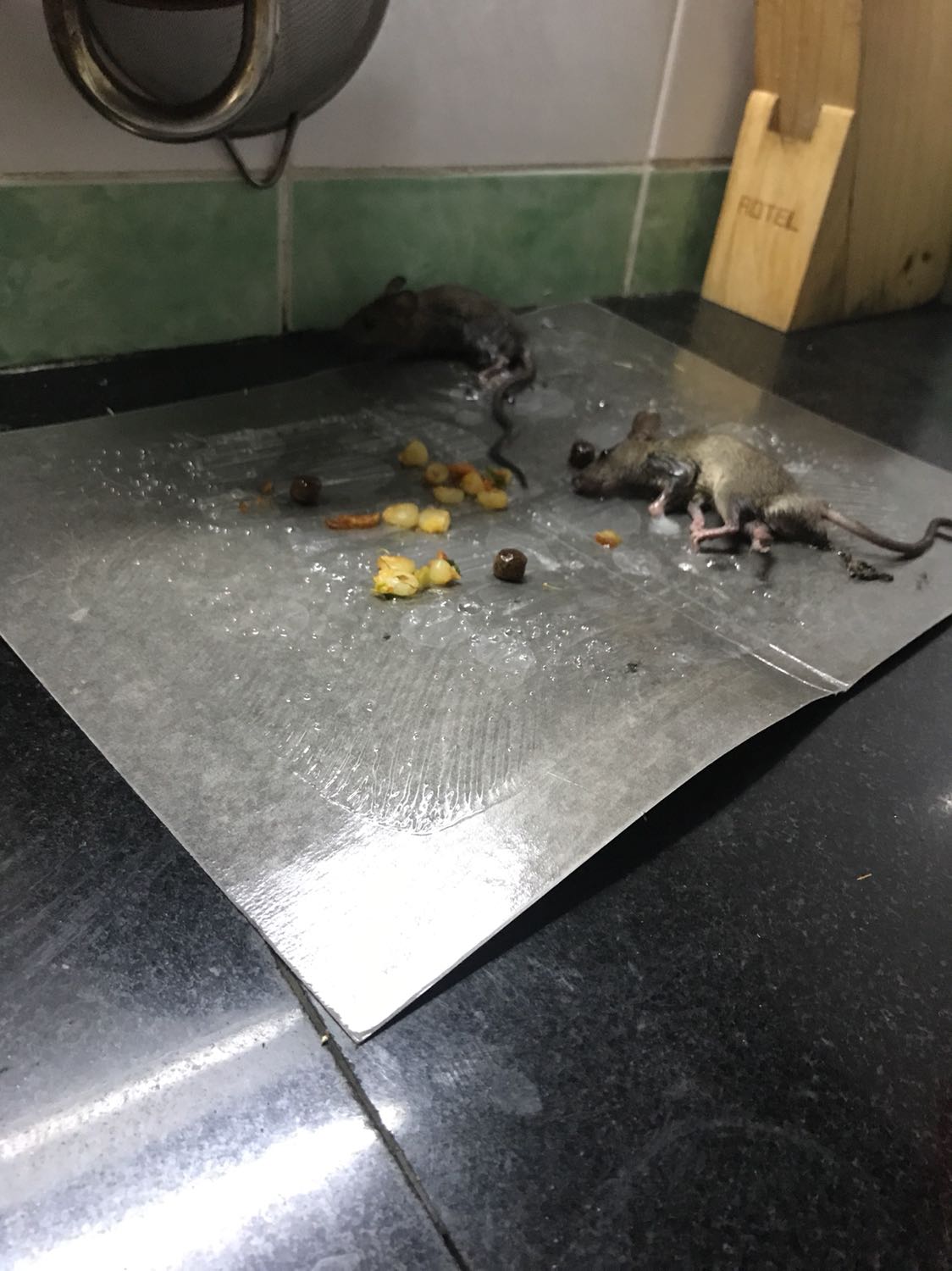 Tiki giao hàng nhanh. Sáng đặt chiều giao rồi. SP sử dụng rất hiệu quả. về mình đặt luôn 2 miếng ở 2 vị trí đắc địa mấy ẻm hay lui tới. Kết quả sau 1 đêm hốt được 4 đứa. Sáng trước khi đi làm đặt thêm miếng nữa lại hốt thêm đc 2 đứa. Ko ngờ lâu nay sông chung với nguyên đàn chuột huhuuuu.