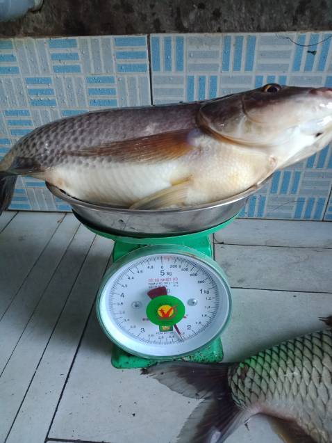 giống vd mô tả hàng đẹp chất kuonwgj đánh giá 5 sao