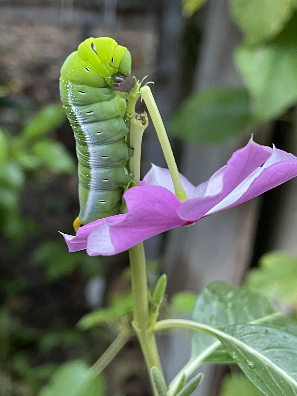 Giao hàng chậm. Bọc bên ngoài sản phẩm nhàu nát cũ kỹ. Đóng gói ọp ẹp sơ xài. Khi nhận hàng k nhìn ra cái hộp.