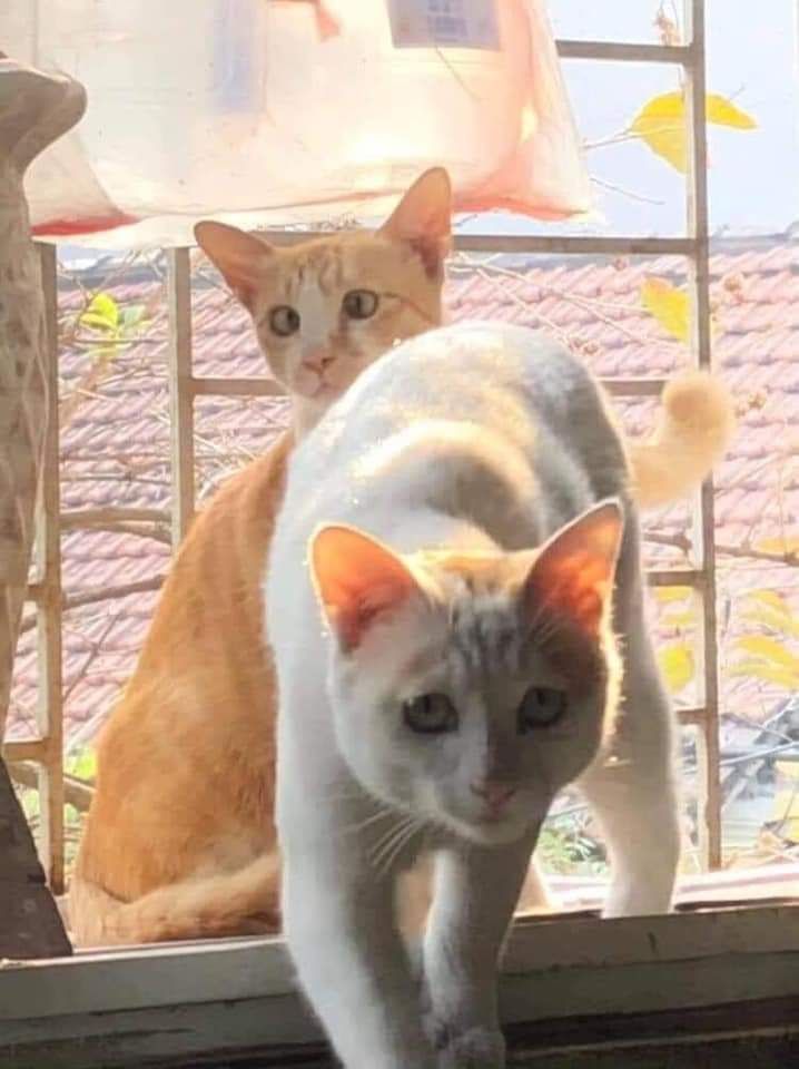 dùng rất tốt, vừa túi tiền