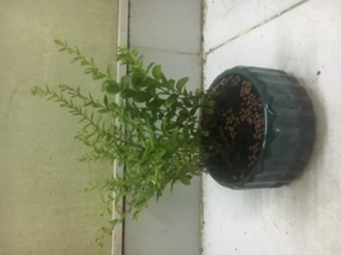 Cây xanh tốt nhiều hoa