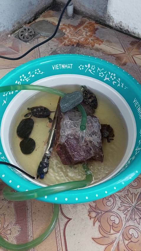 Haha. Mua về cho rùa ăn. Nó rất thích!