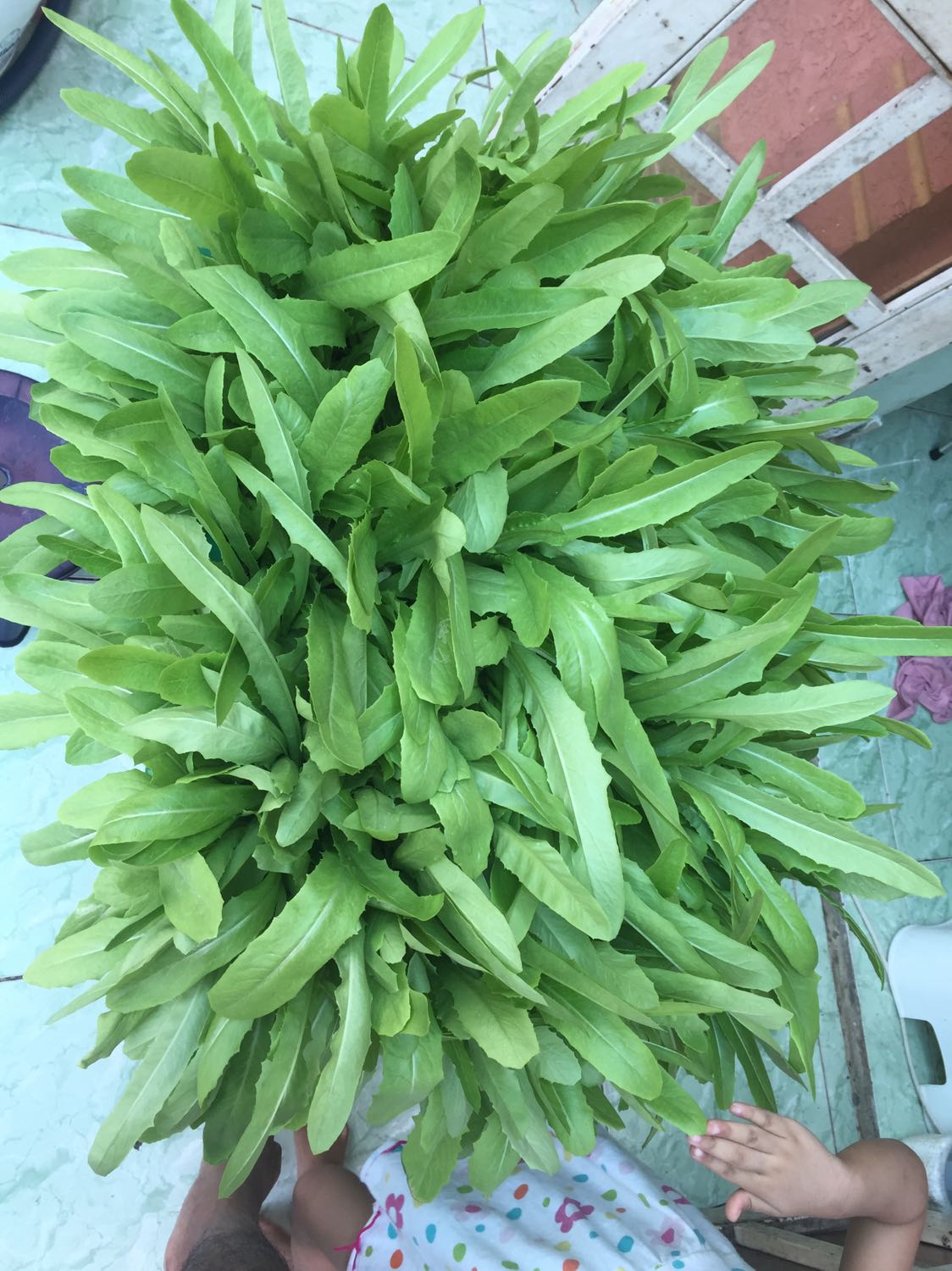 Nảy mầm rất tốt. Ăn cải này rất ngon. Nào hết hạt giống mình sẽ đặt tiếp. Cảm ơn Tiki