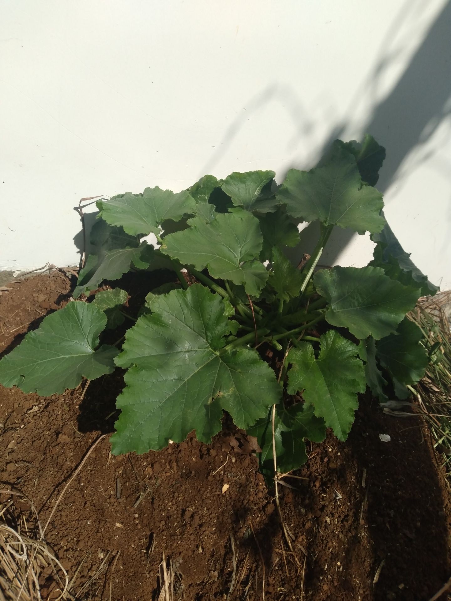 Hạt đúng giống, cây lên tốt, khỏe. Lớn rất nhanh. Cứ tưởng trồng không lên mà lên nhanh không tưởng. Rất hài lòng luôn, sẽ tiếp tục ủng hộ ạ.