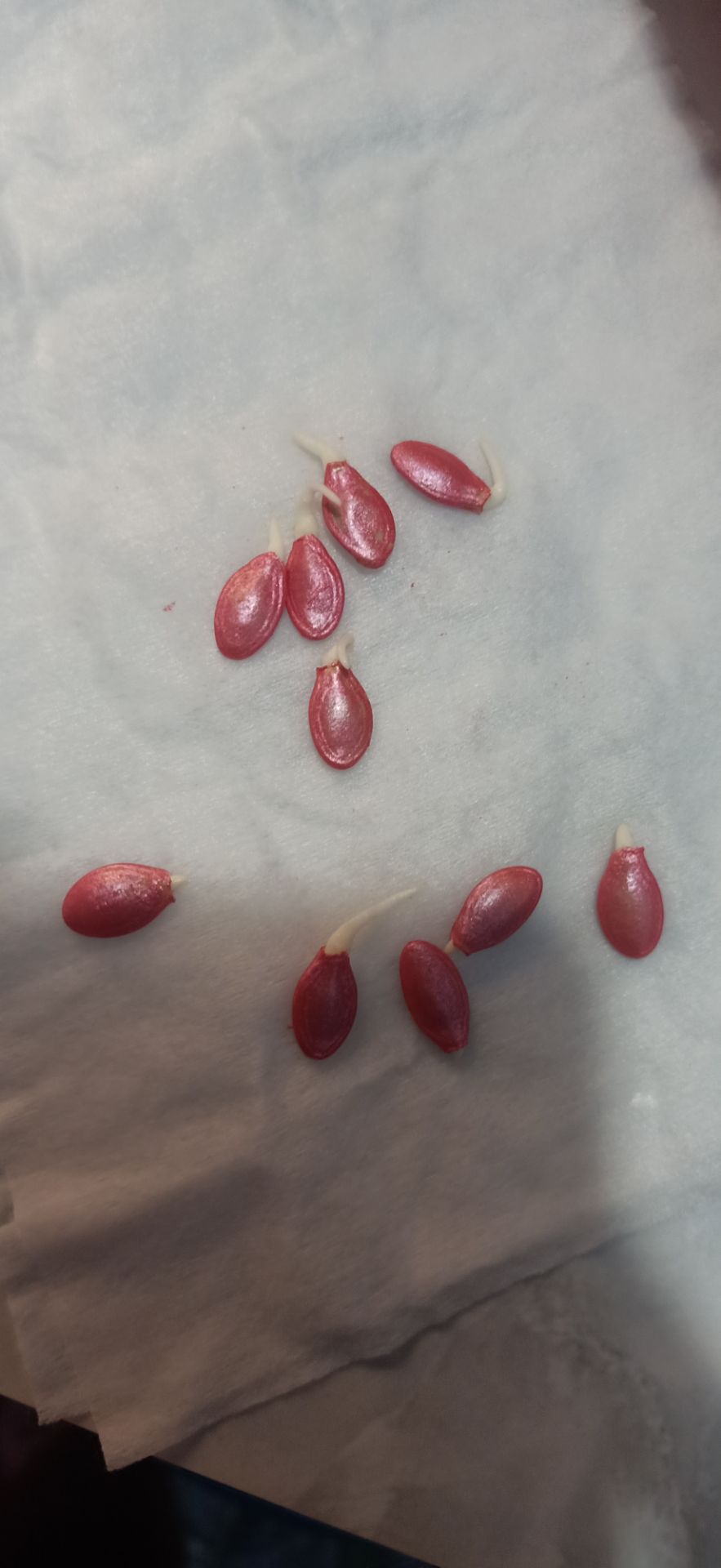 hạt chất lượng tốt nhé, ngâm 8h ủ qua hơn 24t nữa là hạt nảy đều ntn đây