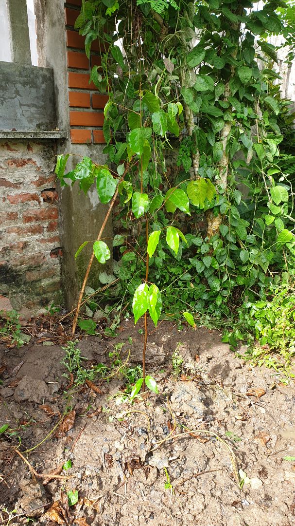 Sản phẩm (cây xanh) chất lượng tốt dù được gửi từ Tp. HCM ra HN