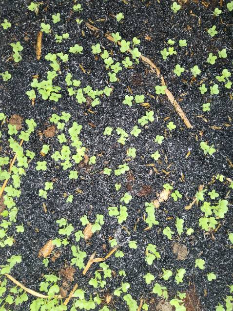 Sản phẩm mắc hơn nơi khác, nguyên liệu không ổn áp