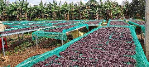 Sản phẩm rất hợp với gu của tôi. Cà phê rất thơm, đắng nhẹ, hậu vị ngọt dài, phù hợp cho cà phê sữa, cà phê đá, hoặc uống không đường