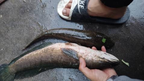 Mua hộ kh biết nhưng kh bên đâu cũng chưa dùng chưa biết với mua kh phải mình dùng nên không biết sao nhe