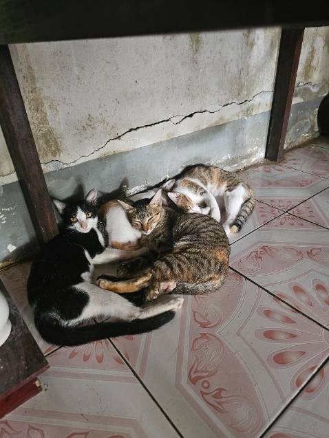 Cường lực camera chống sốc tốt