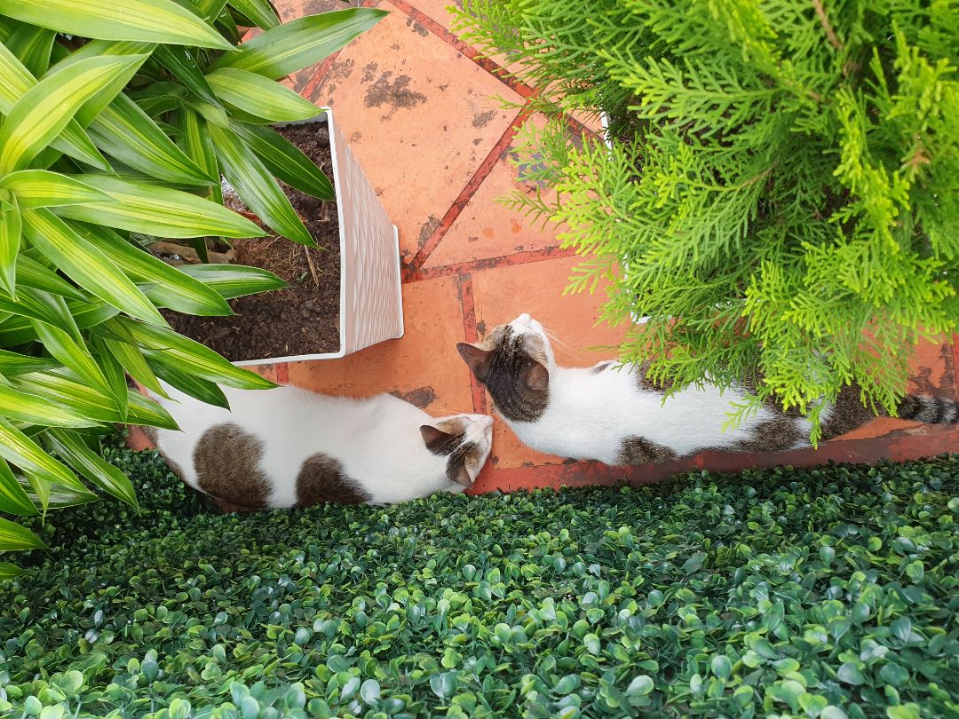 hsd xa, giao nhanh, giá ok. mèo ăn hạt loại này sống thọ.