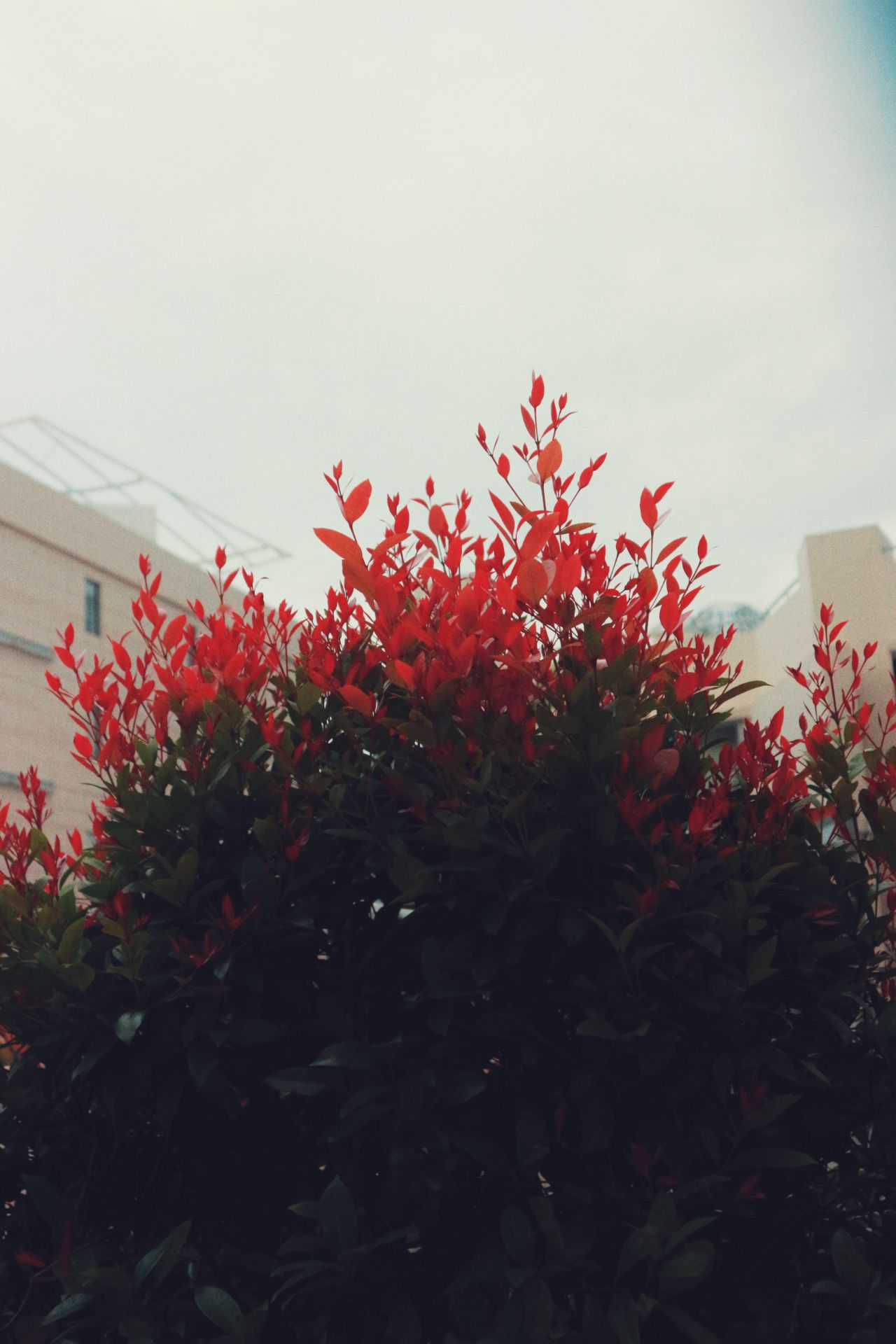 mình nhận lâu rồi. nhưng nhà chưa xây xong. vẫn chưa khui hàng. shop tư vấn nhiệt tình. được tặng gối