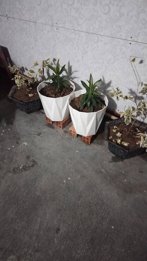 Giao hàng nhanh,cây tươi, sẽ ủng hộ shop nhiều.