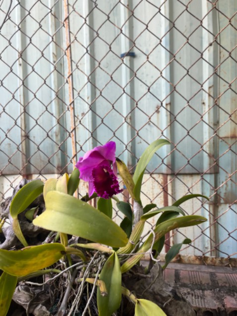 Hàng dùng ok đấy