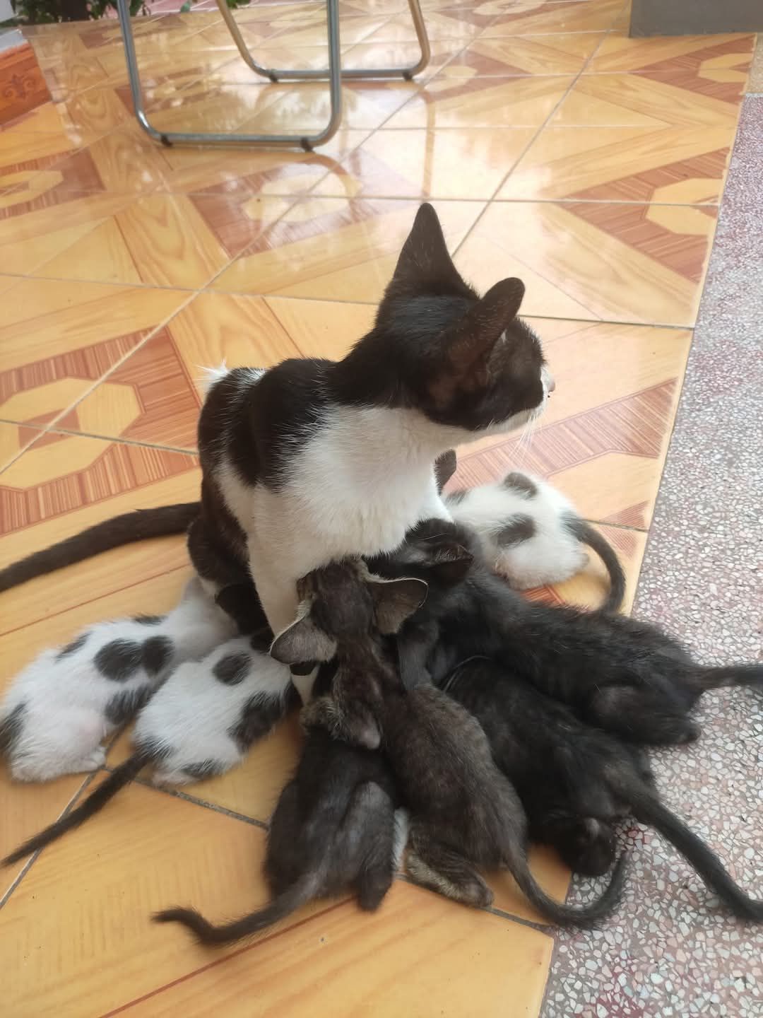 Đã nhận được hàng rồi, hàng đẹp giá hợp lý, vận chuyển nhanh có trách nhiệm...