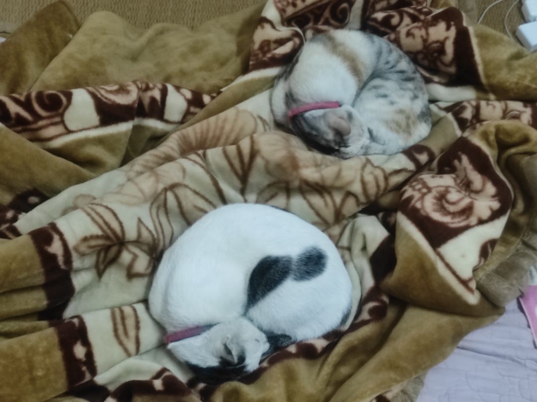 giao hàng nhanh đúng thời hạn, chuyện mua tặng nên không có hình, mà cắt bé phản hồi lại là rất thích. nói chung là những sản phẩm này phù hợp với sở thích của các bé, phụ huynh cũng nên mua