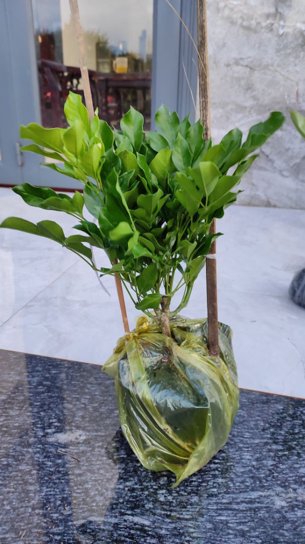 cây đẹp, giao hàng nhanh