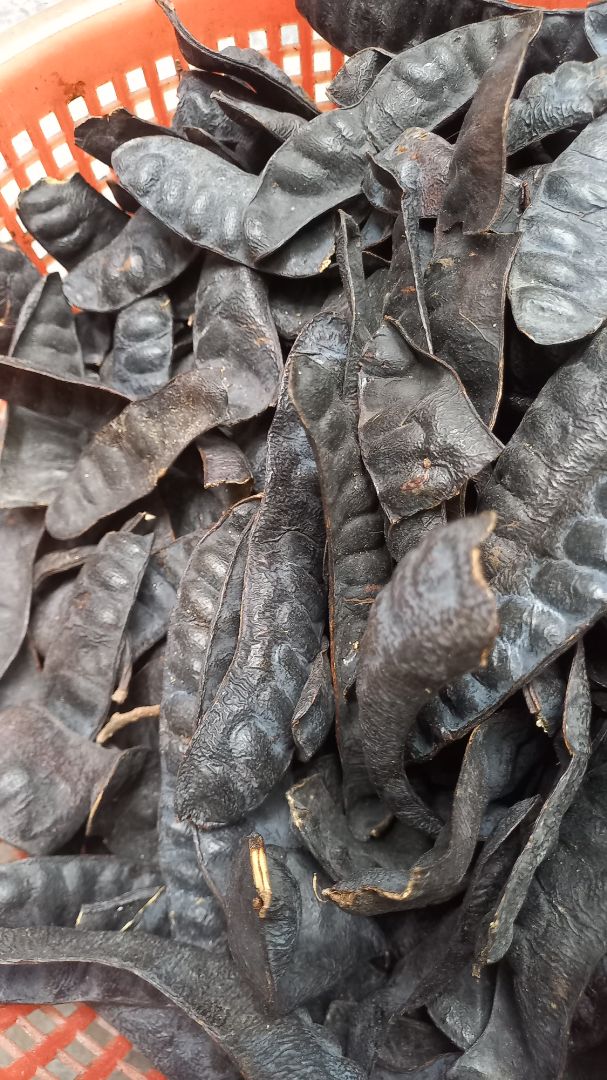 Hình ảnh Quả Bồ Kêt dỡ khỏi Túi hàng Kiểm tra (gửi từ HCM ra Hà Nội) : Quả Bồ Kết To, béo, nhẵn, già, Có mùi thơm đặc trưng đậm đà, quả nguyên vẹn, Khá ít gãy vụn ít bột, Sạch sẽ, ít bụi bẩn, hầu như Không có côn trùng, sâu, bọ rệp. Hàng Đủ số Ký-lô 1KG, Không có nhồi nhét cành cây cát sỏi ăn gian cân hàng. Thanh toán Tiền đúng giá trị Hoá đơn. Đóng gói cẩn thận, kỹ càng, có giấy hướng dẫn sử dụng in ấn rõ ràng. Ủng hộ!!