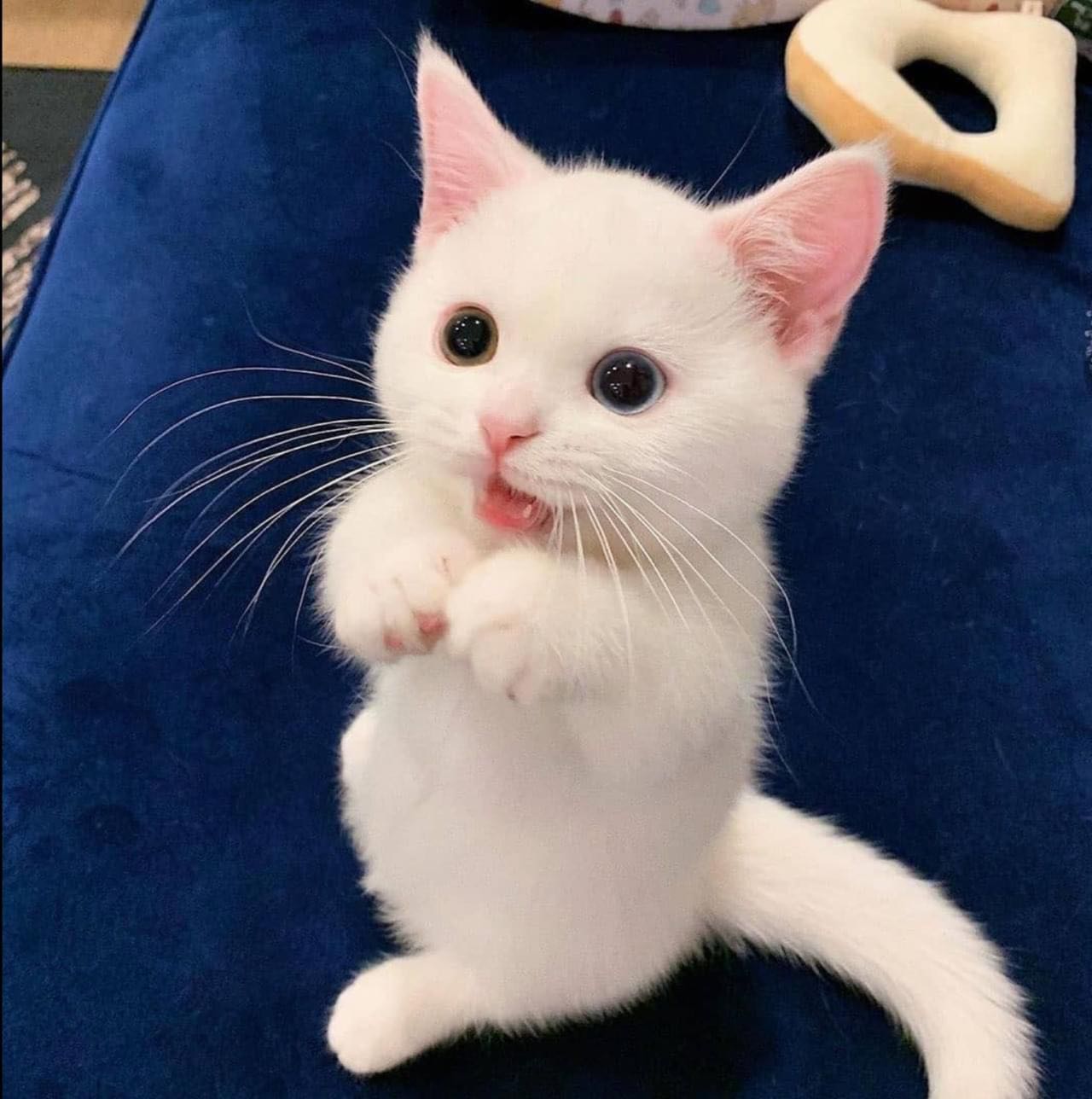 Xài ngonnn, giống như mô tả, nên mua