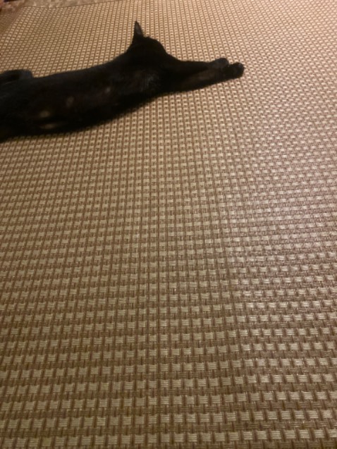 Mèo nhà mình dễ ăn, ăn nhiều loại hạt nhưng không động vào hạt nào trong gói này. Mua cũng không rẻ.