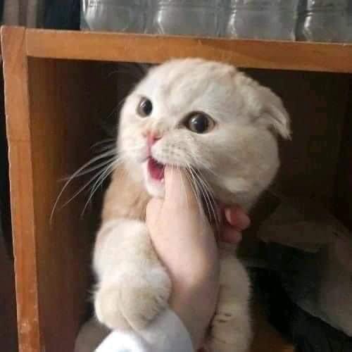 Hình ảnh mang tính chất minh hoạ