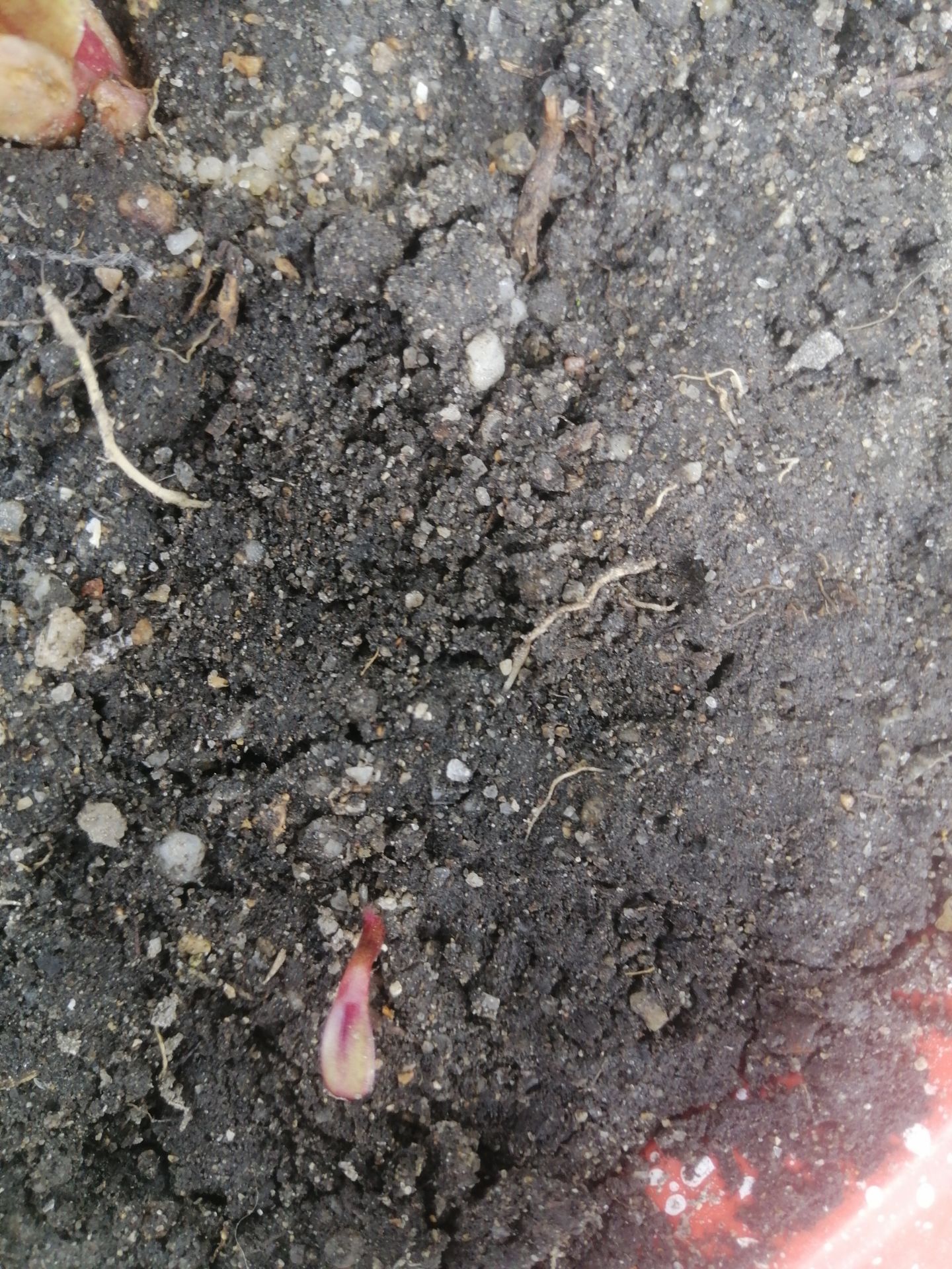 Hạt không nhiều tầm 14 hạt một bịch nhưng tỉ gieo nảy mầm rất cao. Mình gieo hạt chung với chậu ly mà hạt lên rất đều.