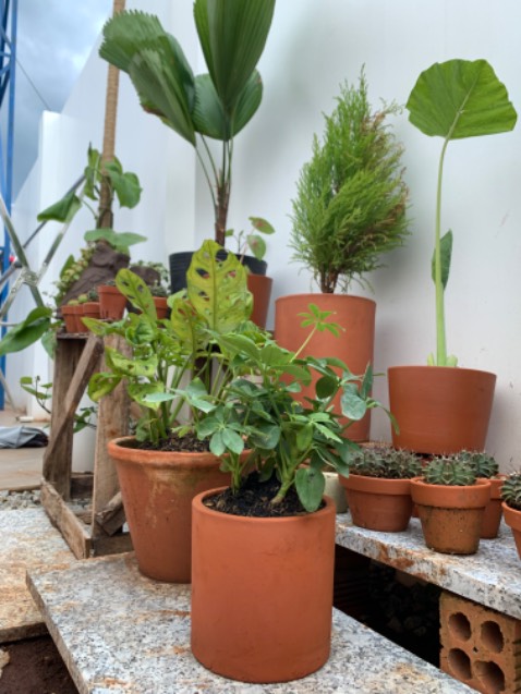 Cây đẹp, tươi, nên mua nhé ace