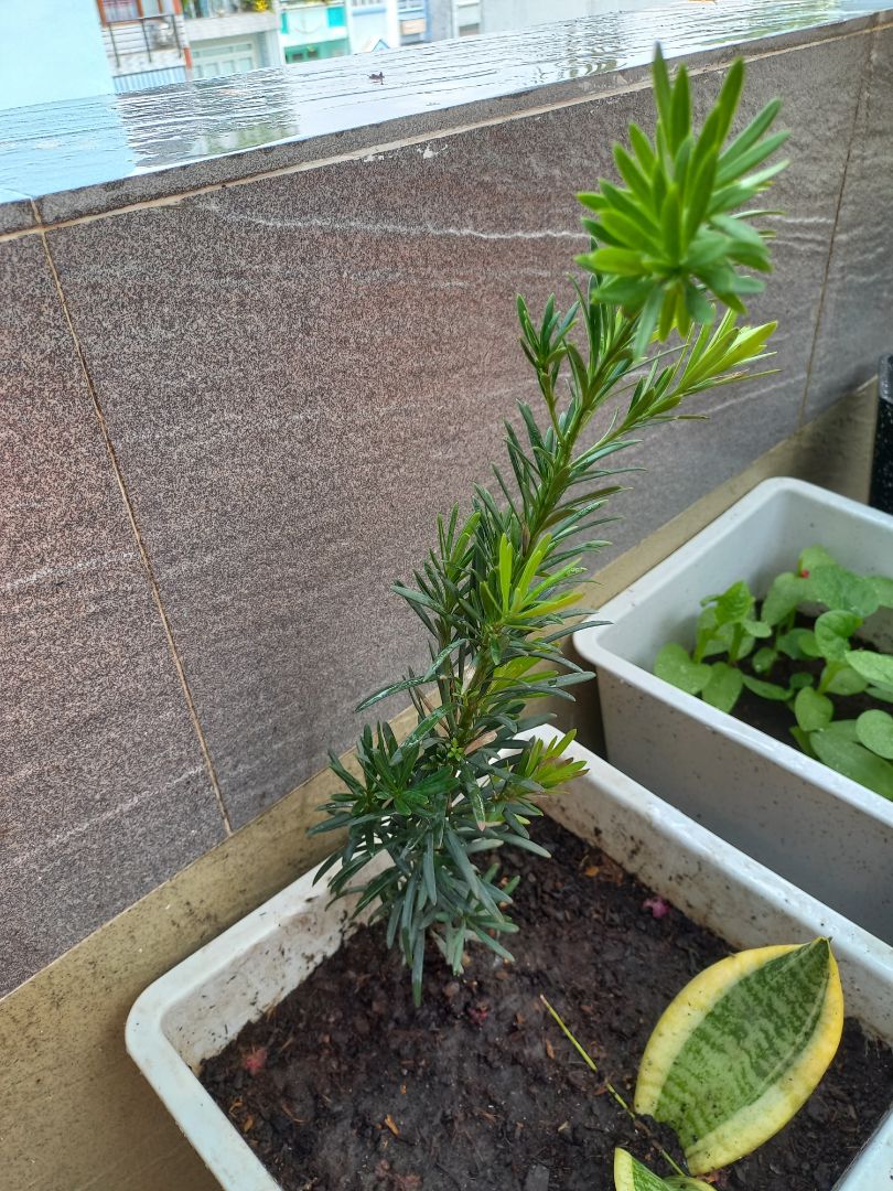 sản phẩm tốt,giao hang sớm